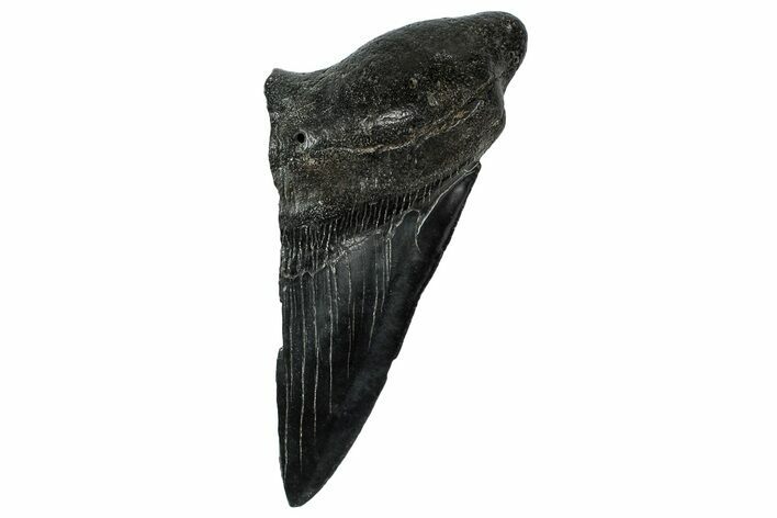 Partial Fossil Megalodon Tooth - South Carolina #331573